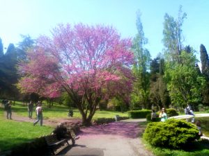 villa borghese - roma