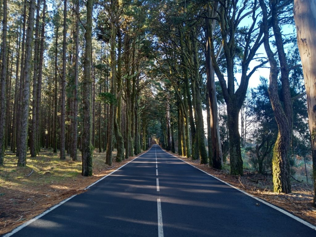 foresta teide