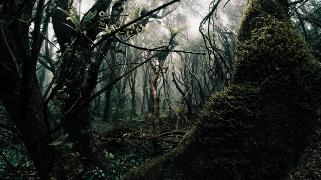 foresta mistica